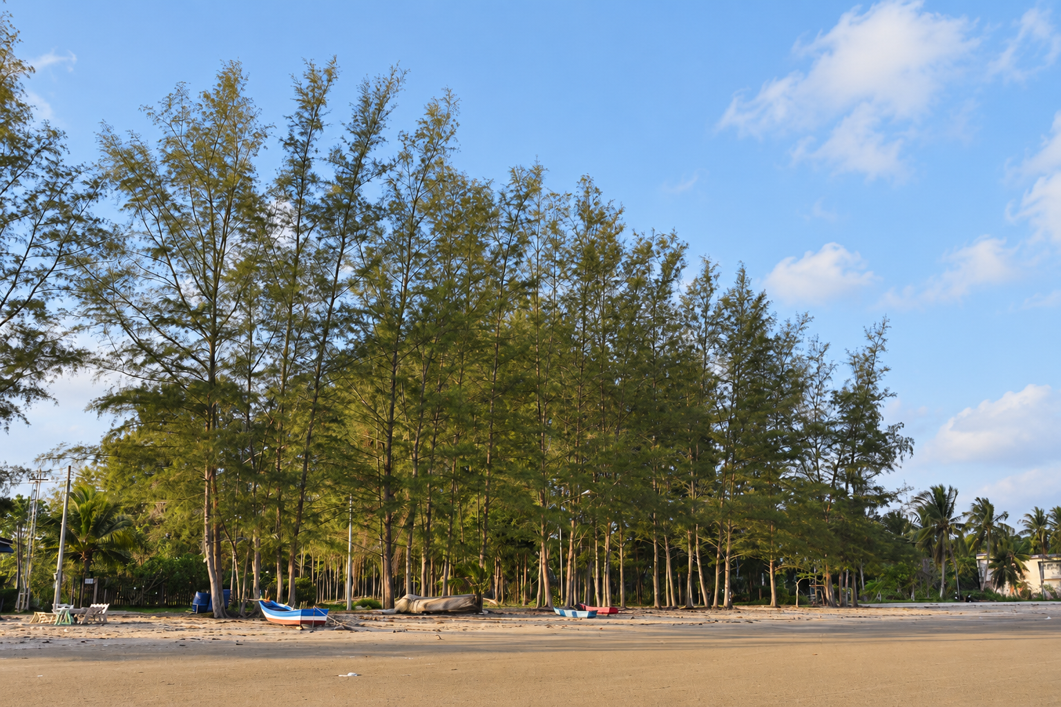 แนวสนและชายหาดอ่าวบางสน